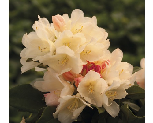 Rhododendron Rhododendron degronianum ssp. yakushimanum 'Golden Torch' potmaat Ø 22 cm H 25-30 cm
