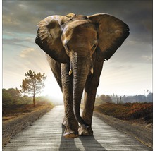 Een olifant loopt op een weg