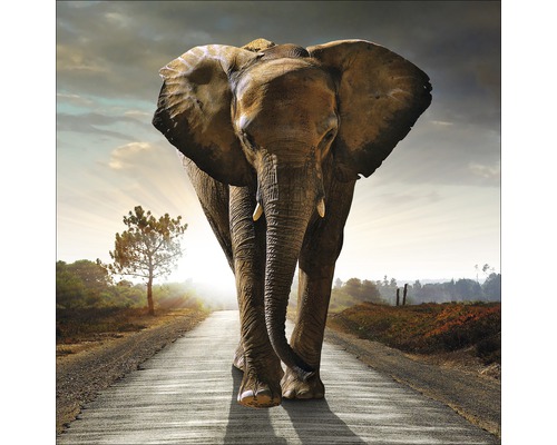 Een olifant loopt op een weg