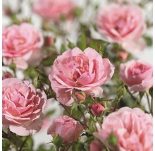 Close-up van roze rozenbloemen