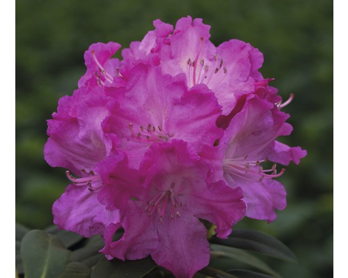 Rhododendron Rhododendron degronianum ssp. yakushimanum 'Tatjana' potmaat Ø 22 cm H 25-30 cm