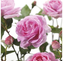 Close-up van roze rozenbloemen