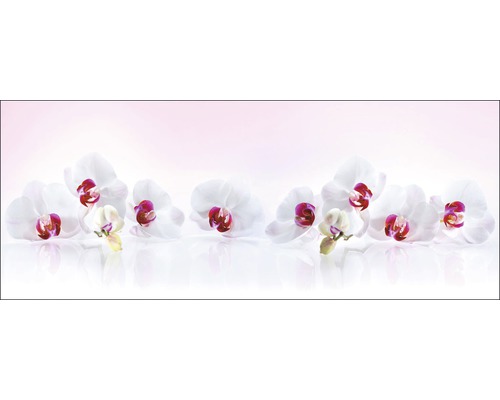 Witte orchideeën bloemen