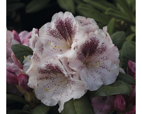 Rhododendron Rhododendron x Hybride 'Princess Maxima' potmaat Ø 26 cm H 40-50 cm