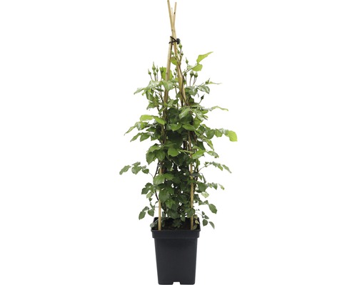 Klimroos in pot met klimhulp