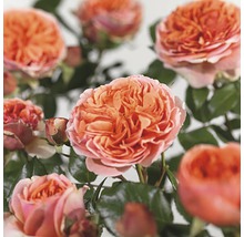 Close-up van bloeiende rozen in de tuin