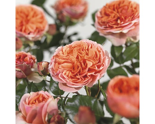 FLORASELF® Rozenstruik Rosa Chippendale C5 oranje