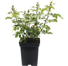 Rozenstruik in pot