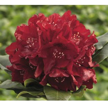 Bloeiende, rode rhododendronplant