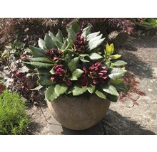Rhododendron in een stenen pot in de tuin