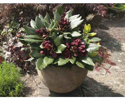 Rhododendron in een stenen pot in de tuin