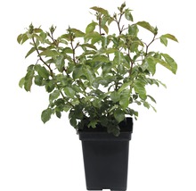 Rozenplant in zwarte pot
