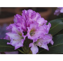 Close-up van een rododendronbloem