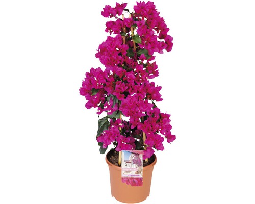 FLORASELF Bougainvillea Bougainvillea sanderare potmaat Ø 23 cm H 70-80 cm Bougainville plant in pot met klimrek