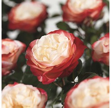 FLORASELF® Rozenstruik Rosa Nostalgie rood-wit