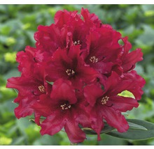 Rhododendronbloem met bloeiwijze