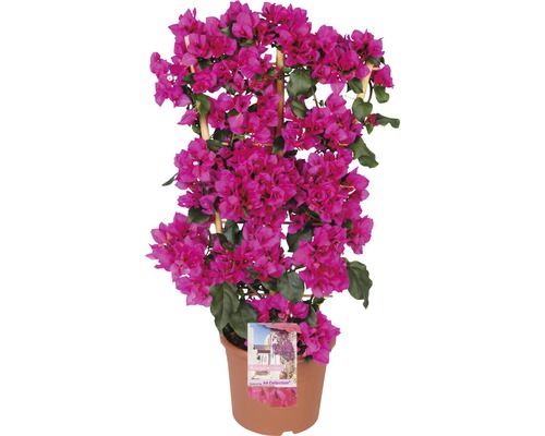 FLORASELF Bougainvillea Bougainvillea sanderare potmaat Ø 21 cm H 40-50 cm Bougainvillea in een pot met klimrek