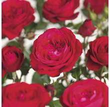 FLORASELF® Rozenstruik Rosa Red Meilove C5 rood-thumb-0