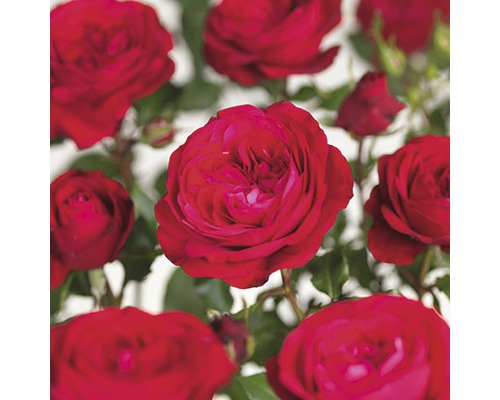 FLORASELF® Rozenstruik Rosa Red Meilove C5 rood-0