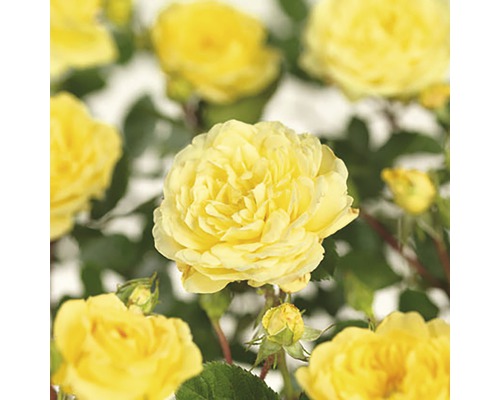 FLORASELF® Rozenstruik Rosa Yellow Meilove C5 geel