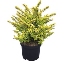 Berberis in pot