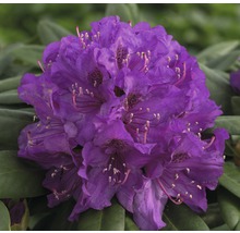 Rhododendronbloem