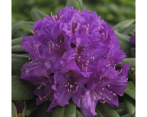 Rhododendron Rhododendron degronianum ssp. Yakushimanum 'Bohlken's Lupinenberg Laguna' ® potmaat Ø 22 cm H 30-35 cm