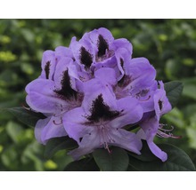 Close-up van een paarse rododendronbloem