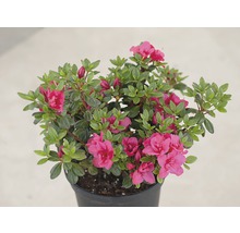 Azaleaplant met bloemen in pot
