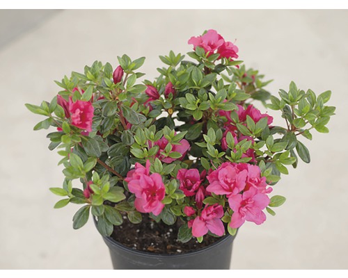 Azaleaplant met bloemen in pot