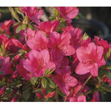 Azalea met bloei