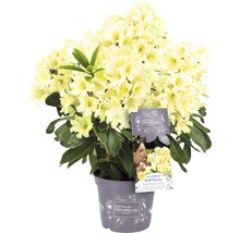Rhododendron Rhododendron Inkarho® 'Dufthecke Gelb' potmaat Ø 22,0 cm H 25-30 cm