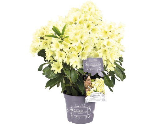 Rhododendron Rhododendron Inkarho® 'Dufthecke Gelb' potmaat Ø 22,0 cm H 25-30 cm