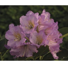 Close-up van een rododendronbloem