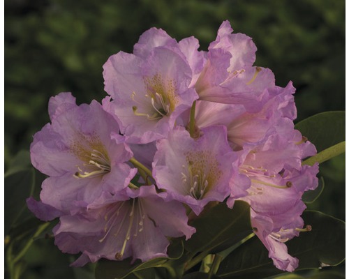 Rhododendron Rhododendron Inkarho® 'Dufthecke Rosa' potmaat Ø 22,0 cm H 25-30 cm Close-up van een rododendronbloem