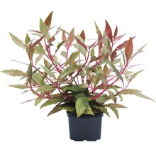 Bloedbladplant in een pot