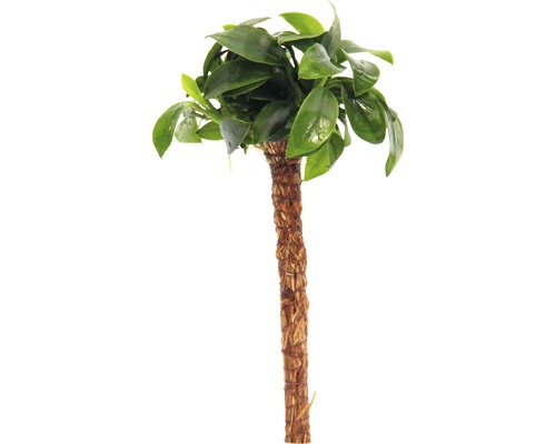DENNERLE Bonsai palmboom - Bonsai Palme met Anubias