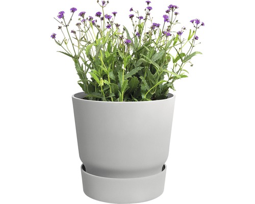 Bloempot met paars bloeiende plant