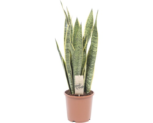 FLORASELF Vrouwentong Sansevieria trifasciata ‘Laurentii‘ potmaat Ø 17 cm H 50-60 cm