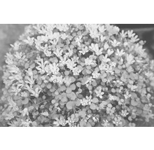 FLORASELF® Teer Guichelheil Anagallis Tenella roze potmaat Ø 11 cm