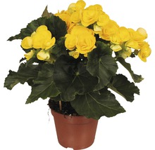 Gele begonia in pot