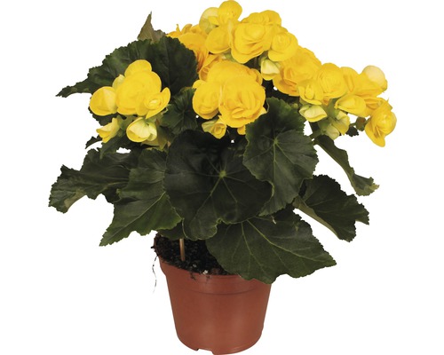 FLORASELF Begonia rebecca geel Ø14 cm H40 cm