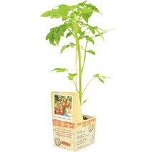 Kerstomaat plant in pot met steunstok