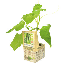 Snackkomkommer in kweektpot met plantensteun