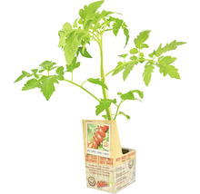 Tomatenplant in pot
