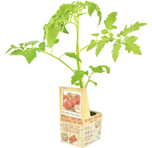 Tomatenplant in pot