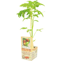 Vlees tomatenplant in pot met steunstok