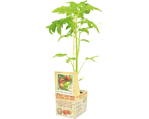 FLORASELF Tomatenplant Geënte Vleestomaat Solanum lycopersicum potmaat 11x11 cm H 15-25 cm