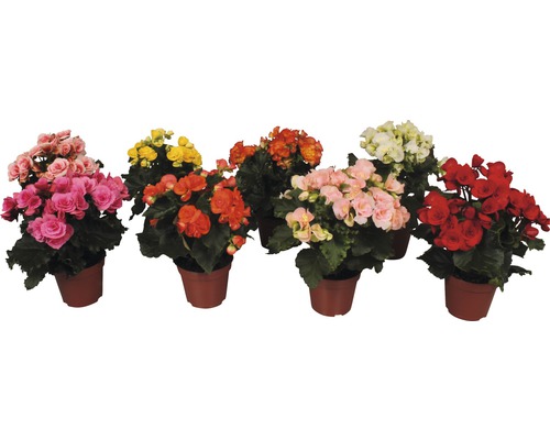 FLORASELF Begonia Elatior Mix potmaat Ø 14 cm H 30 cm