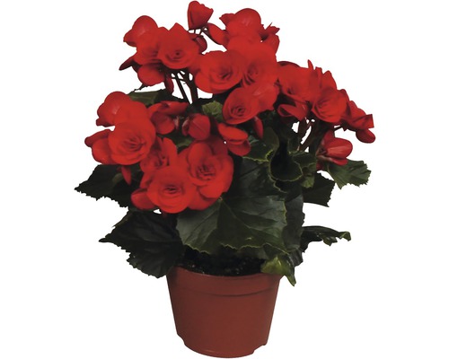 Begonia in pot met rode bloemen en groene bladeren.